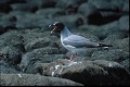Mouette à  queue d'aronde (Larus furcatus) - île de North Seymour- Galapagos Ref:36928
